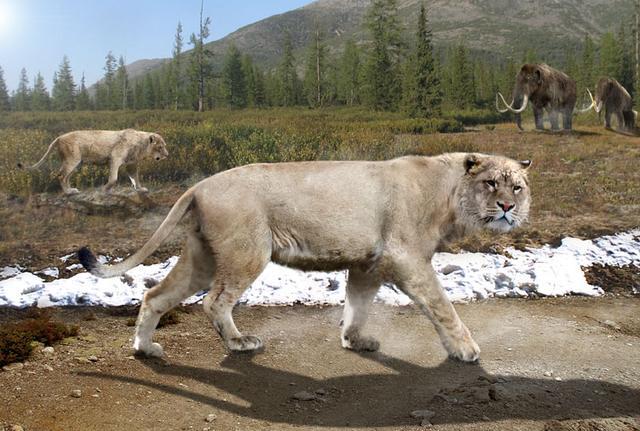 辟谣:"肯尼亚巨狮"实为狮鬣兽,真正的史前巨狮曾称霸