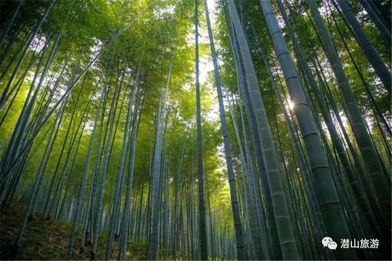 从后山龙潭乡来看,天柱山简直就是一座肿子山!