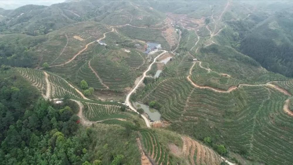 紫金县人口有多少_河源紫金县图片