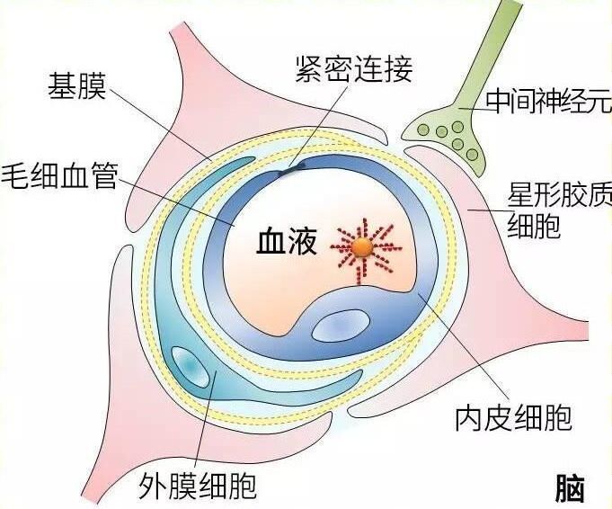 血脑屏障的结构(图片来源:网络)