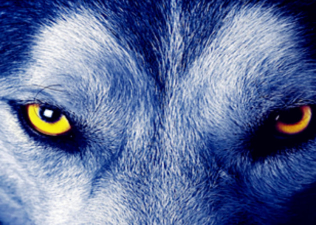 心理测试:哪只狼的眼睛最凶狠?测你对异性有多少"杀伤