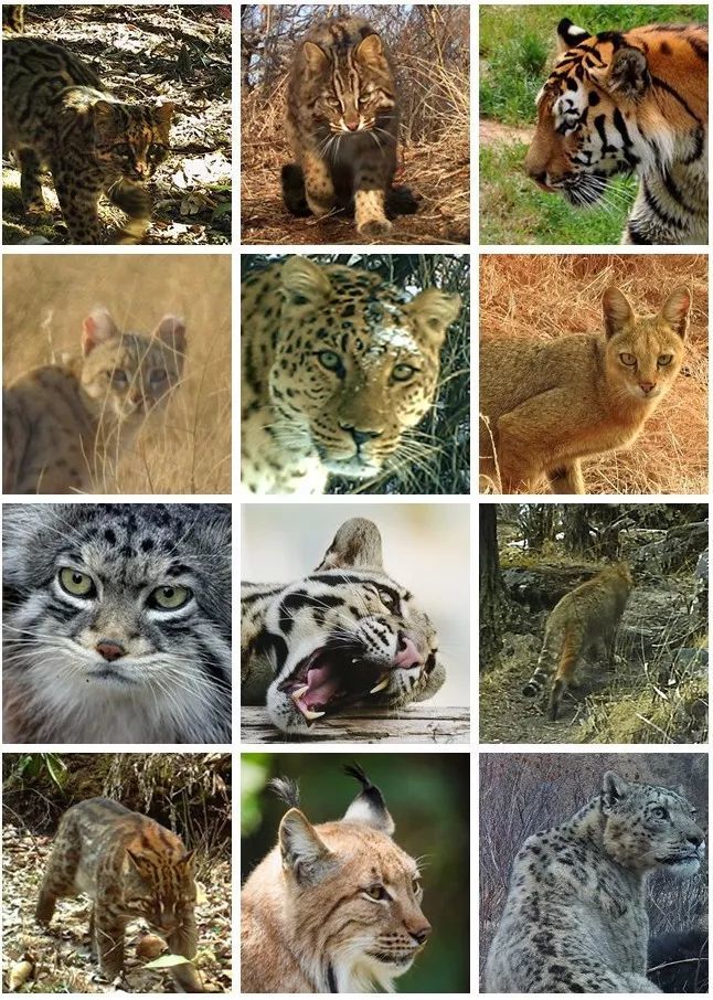 目前,中国的12种野生猫科动物是什么样的状态呢?