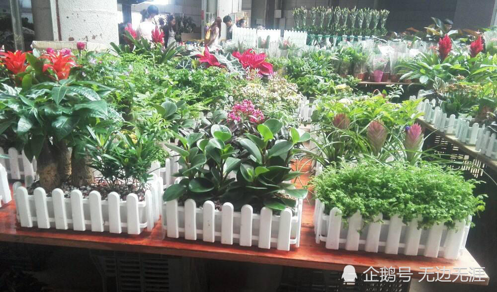 为什么花市盆栽当时鲜活好看 买回几天后就枯死 店主道出了实情 看点快报