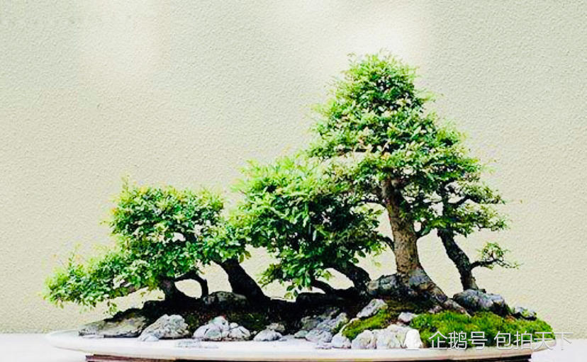 盆景欣赏:每一盆都是名师杰作 盆景艺术果然要懂得美学