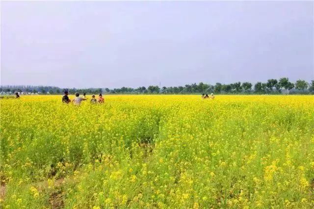 顺义油菜花海地址都在这