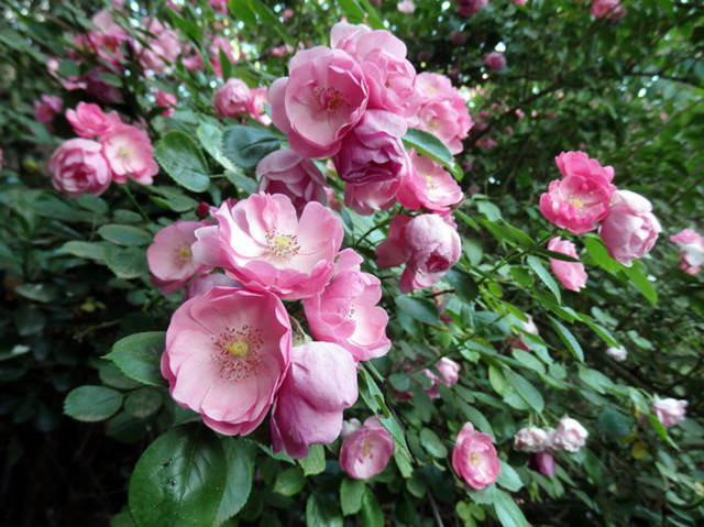 盘点9大常见的蔷薇花品种,你见过几种?
