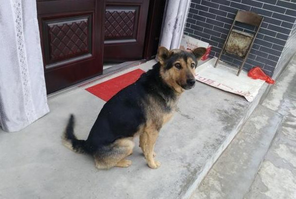 猫狗像什么成语_猫狗情侣头像