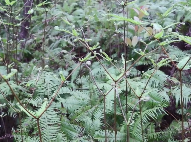 农村经常用来烧火的野草,原来是一种止血良药,还有很