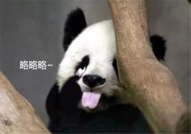 上海"叉腰"熊猫走红:知道我是国宝吗?劝你好好做个人!