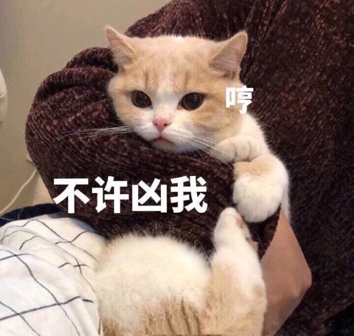这只小猫粉扑扑的小脸,好像在微笑!