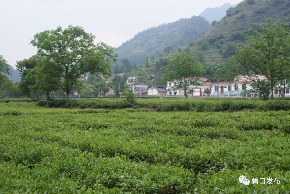 该镇石龙沟,碧峰沟,李子坝等地数万亩的茶园中,茶农头戴遮阳帽,身挎茶