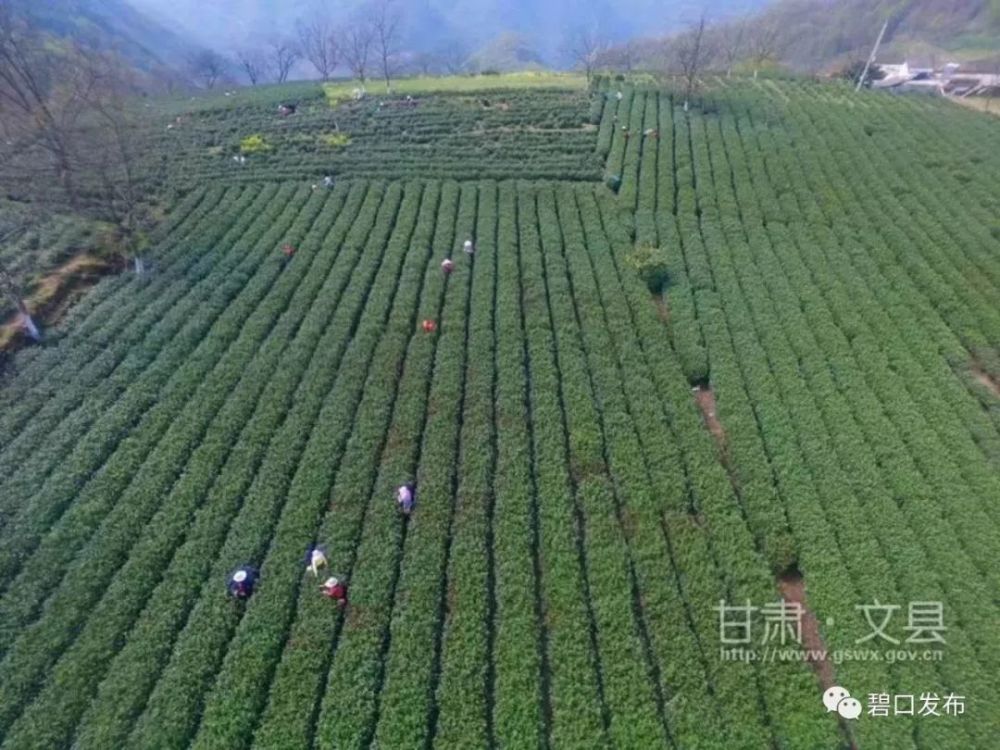 该镇石龙沟,碧峰沟,李子坝等地数万亩的茶园中,茶农头戴遮阳帽,身挎茶