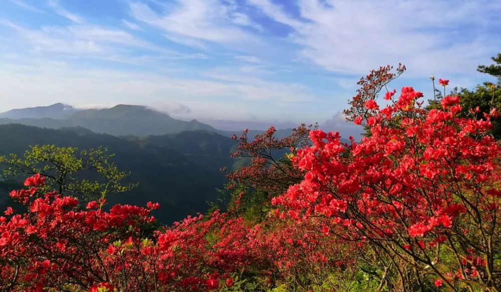 暨第九届杜鹃花节 将于4月23日 9:45—10:30 在磐安县盘峰乡高姥山