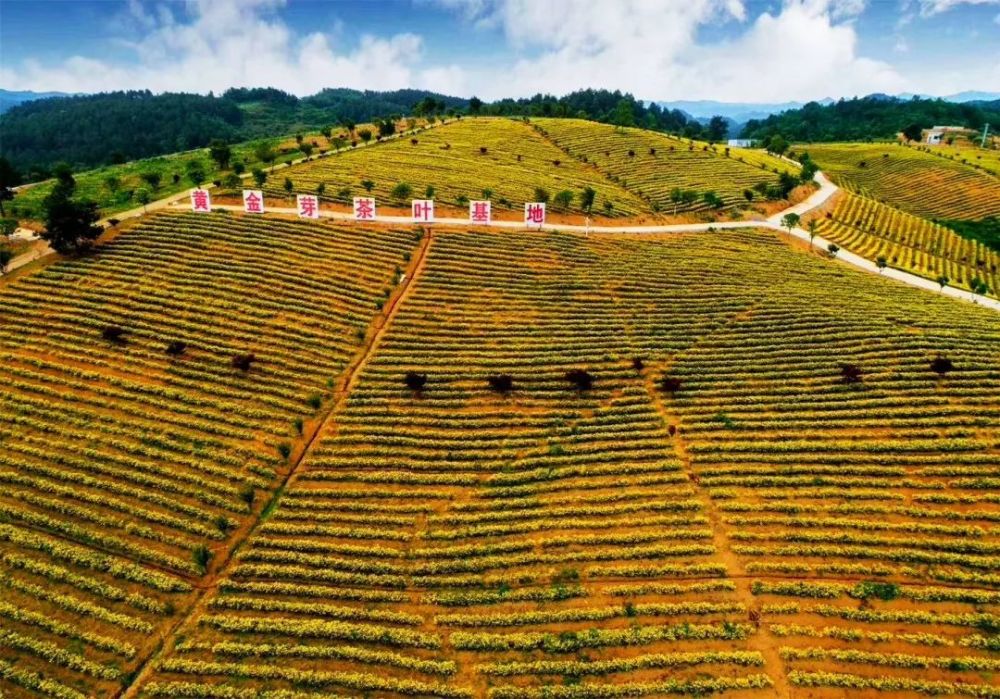 "黄金茶"茶园