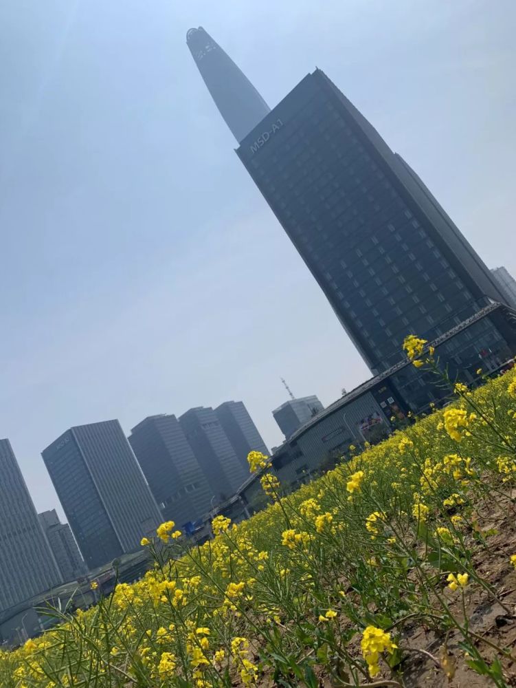 泰达开发区GDP_天津泰达(3)