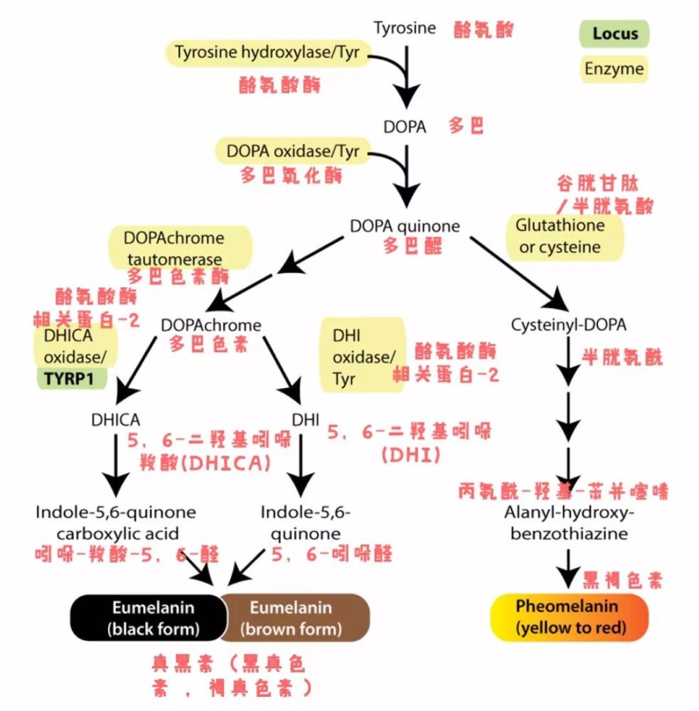 皮肤受到紫外线伤害后,大脑发出信号命令酪氨酸酶加快黑色素产生,黑