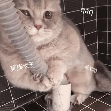 表情包生气了:莫挨老子!小奶猫:嘴上说不要,身体却很