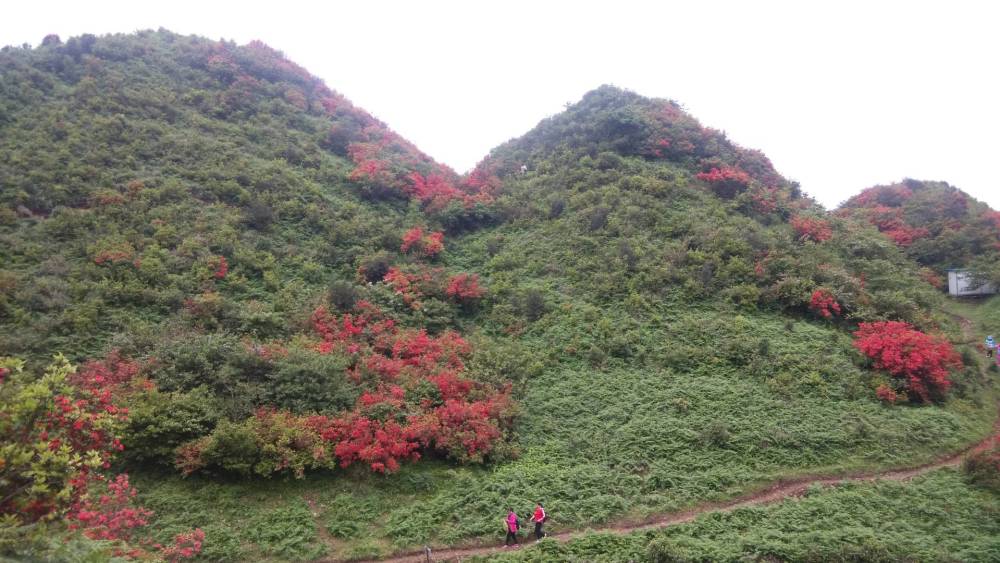 5月映山红将要怒放,赏野生映山红的好去处,遵义洪关