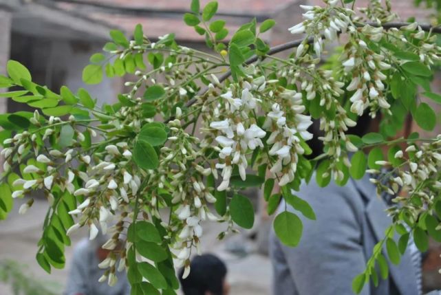 在兴平老家有一种乡愁叫捋洋槐花