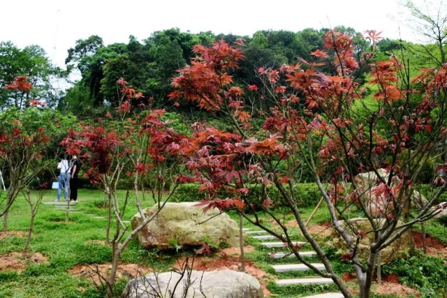 有眼福啦!这个季节,在帽峰山也有红枫看!