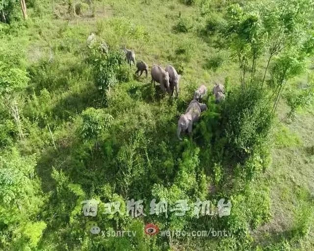勐海目前人口_勐海茶区茶山图片(2)