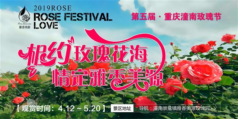 浪漫玫瑰节 五月,潼南玫瑰花绽放,漫山花开如画, 花开如虹,美到令人