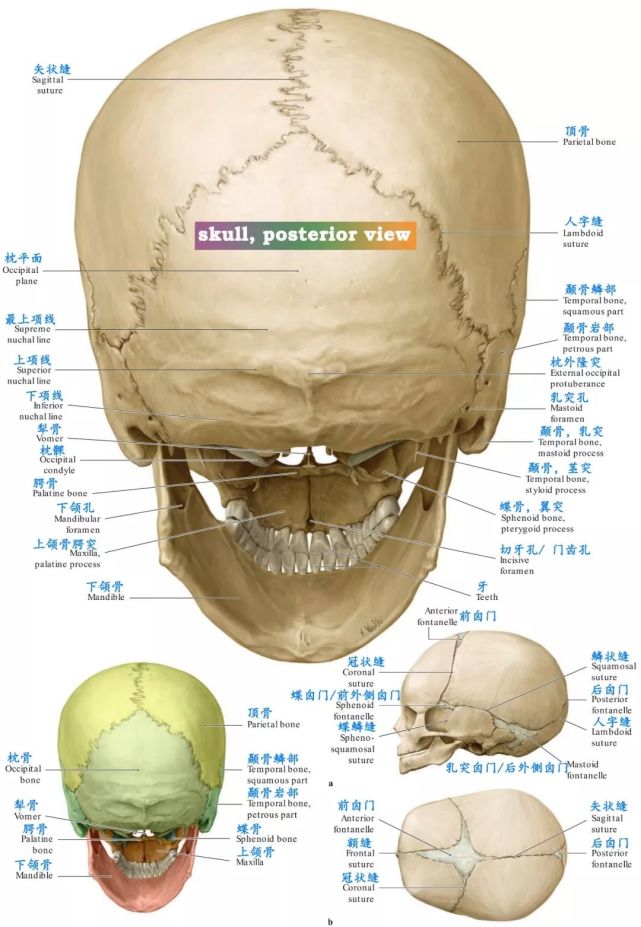 附着点:主要脑颅骨分别展示:额骨(frontal bone):筛骨:蝶骨:颞骨:枕骨