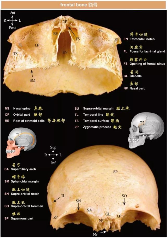 筛骨:蝶骨:颞骨:枕骨:本文图片来源:head neck and neuroanatomy 2e