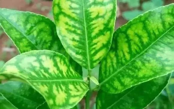缺硫根少茎细长,叶老泛白幼脉黄,花色苍白果实弱,根茎生长不正常.