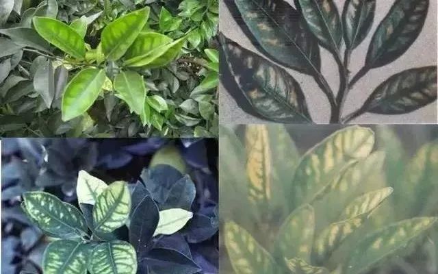 缺铜变形株不壮,植株新叶蔫尖黄,后期生长受抑制,结果晚迟还不良.