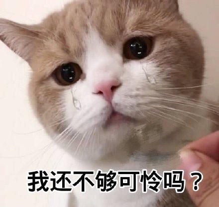 表情包,猫咪