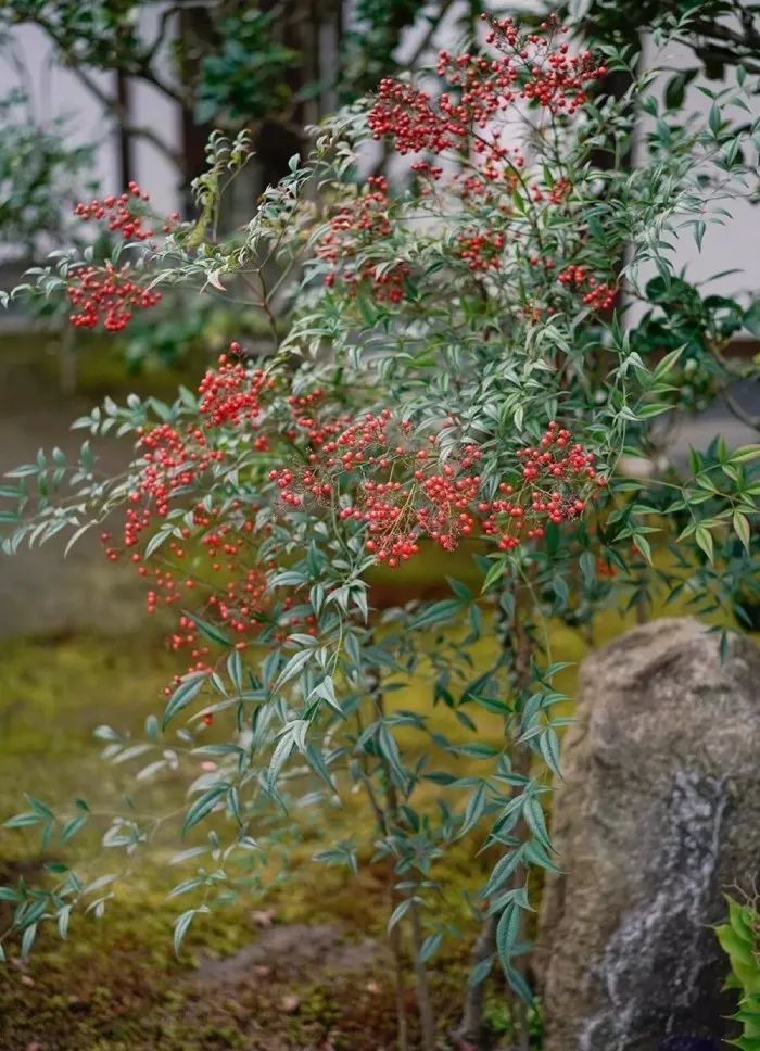 盆景 十八学士 之南天竹的种类鉴赏 看点快报