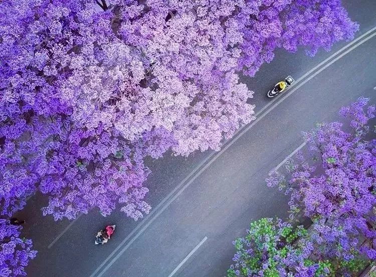 看过桃花赏过樱花,未必见过如此美的蓝花楹