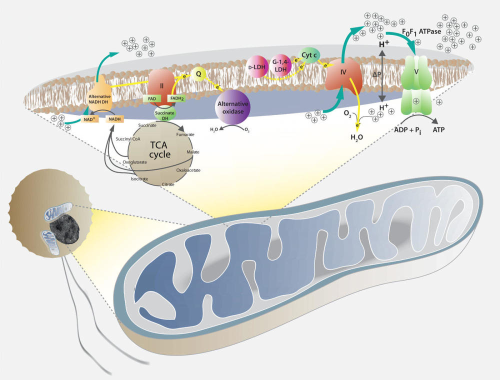 科学家发现1种以藻类为食的寄生虫吃自己的dna 还能活 看点快报