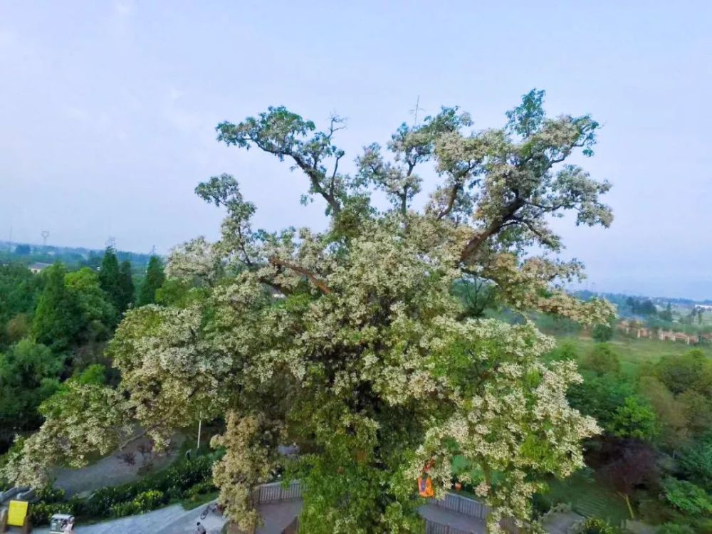 千年红豆树开花,"五一"期间可见满树繁花盛景!