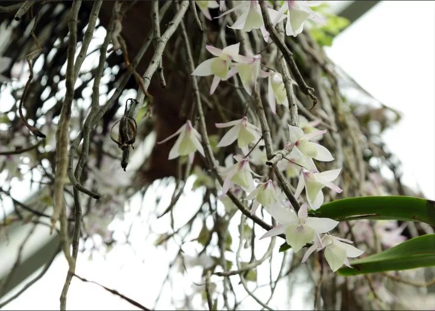 剑叶石斛dendrobium acinaciforme,叶片革质,像一把把利剑,假鳞茎很小