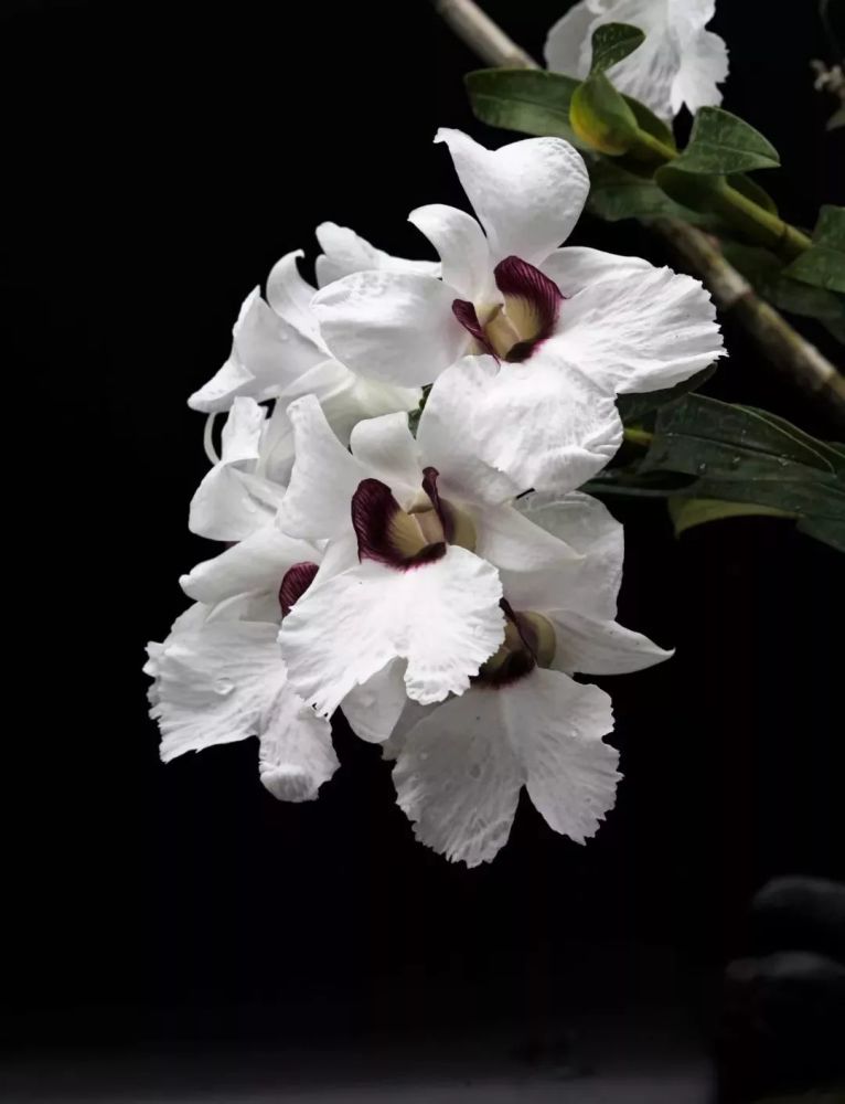 石斛中的"大个子"——大花桑德石斛dendrobium sanderae,其花茎10厘米