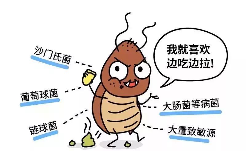 夏季蟑螂来袭,你有消灭蟑螂的绝招吗?我有啊!