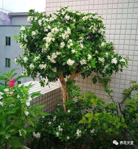 九里香自带"香气",花叶相称最美,夏天要注意这些虫害