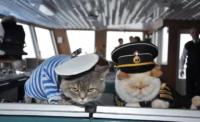 美国人口猫_美国人口