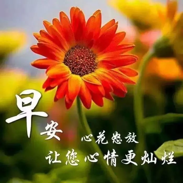周五最美早上好动态图片表情带字和鲜花,清晨早安动画