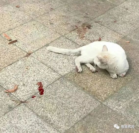小孩砸完猫,踩着双轮车潇洒地走了.