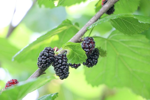 (实拍图) 有一种水果 甜似蜜,色似血 吃上一两颗可以让 嘴巴,舌头