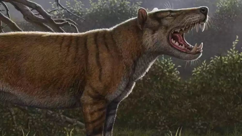 非洲发现史前巨狮?你们都被骗了,它是一只鬣齿兽