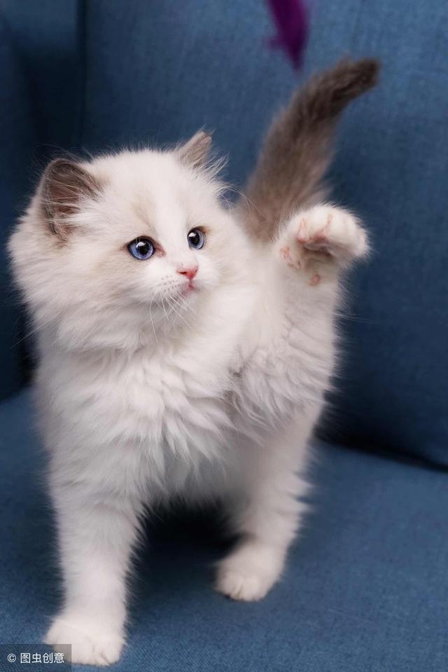 猫界网红布偶猫,真的有传说中那么好吗?