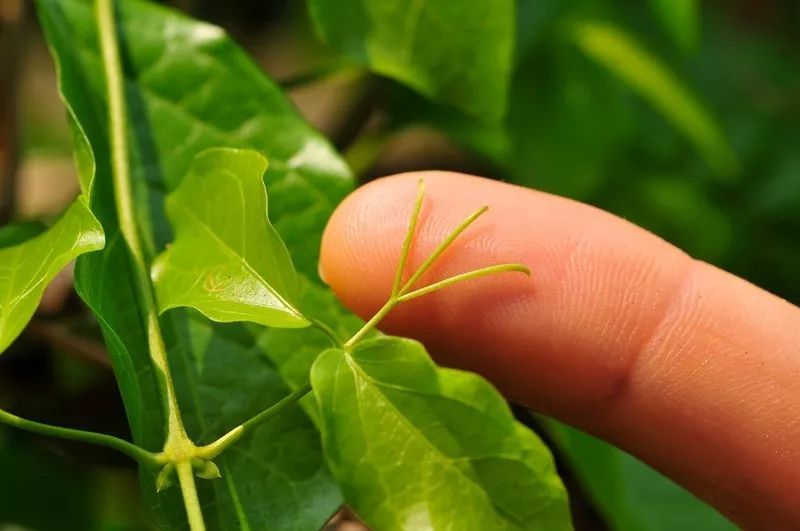 猫爪藤开花:自带"爪子"的可爱植物