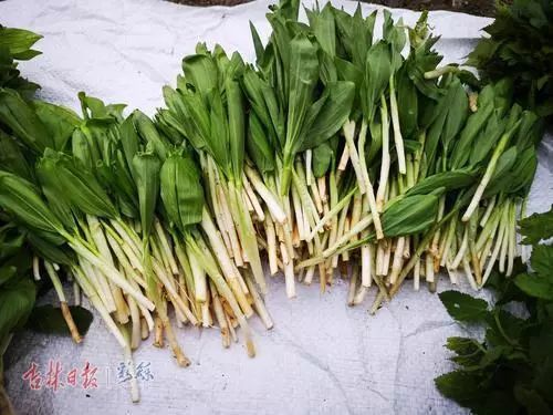 山野菜上市!这些品种都认识吗?快来白山尝鲜儿