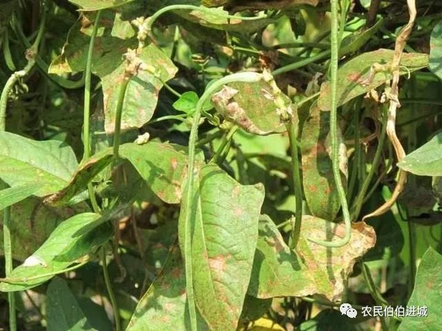 豆角蓟马难防治?选对药用对时间才是关键