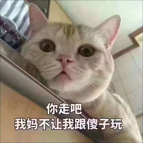 超奈斯的"猫咪"表情包,怎么回事小老弟?来唠两块钱的?