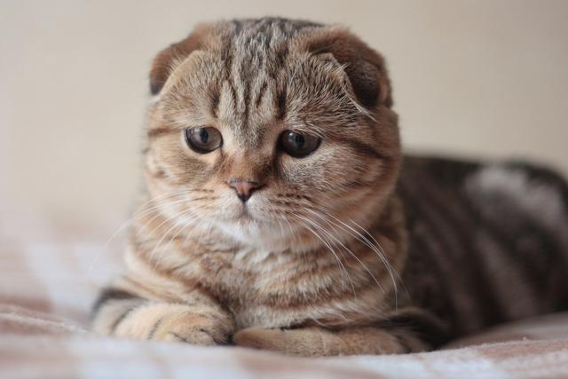 30秒吸五只折耳猫,可爱小猫咪帮你转换心情!